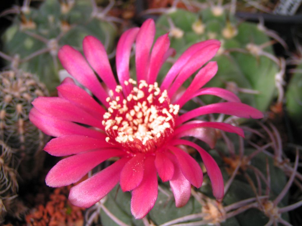 Gymnocalycium carminanthum